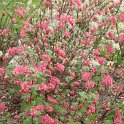 Ribes sanguineum 'Pursh' (2)